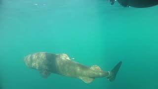 Greenland shark Somniosus microcephalus 1 [upl. by Lotson]