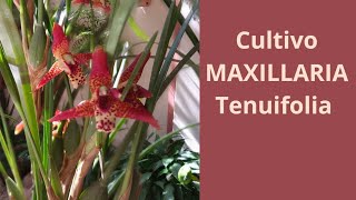 Cultivo e floração da Maxillaria tenuifolia a orquídea com cheiro de coco [upl. by Odlaumor874]