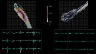 Zebrafish on HDMEAs Microelectrode array [upl. by Doran]