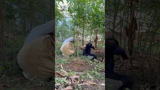 Cassava harvest failure PART 1 shorts bushcraft outdoor survival viralvideo camping forest [upl. by Barger]