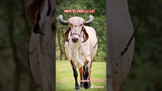 Wow beautiful gir cow 🤔🐂🔥cow animals shorts viralvideo foryou 2024 [upl. by Danialah]