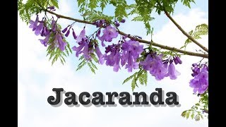 Jacaranda obtusifolia flowers [upl. by Nomra]