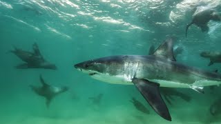 Great White Shark Mobbed by Gang Of Seals  Planet Earth III  BBC Earth [upl. by Danzig]