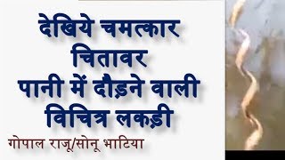 सांप की तरह पानी में दौड़ती चमत्कारी और विचित्र चितावर लकड़ी का सत्य  Secret of Chitawar or Ulti Bel [upl. by Yerd62]