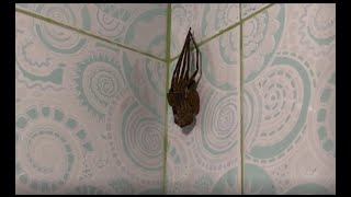 Huntsman Spider  Molting [upl. by Ogait]