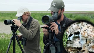 Tienduizenden steltlopers langs de Friese Waddenkust [upl. by Schuster]