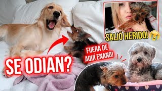 REACCIÓN de mis PERROS a MI NUEVO HIJO 🐶  Katie Angel [upl. by Ardnola323]