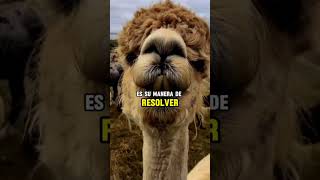 ¿Por qué las llamas escupen 😲 La respuesta te sorprenderá 🦙✨llamas curiosidades animales viral [upl. by Ruperta880]