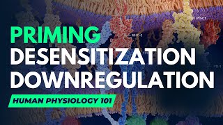 Priming Desensitization and Downregulation Endocrine System Human Physiology 101 [upl. by Berk]