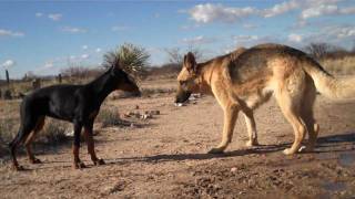 German Shepherd vs Doberman [upl. by Enelrad]