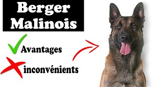 Berger Belge Malinois Biographie  Tout Savoir Sur Le berger belge Malinois 2021 [upl. by Eenaej]