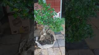 bonsai hokiante carmona bonsai bonsaiindonesia [upl. by Eniamaj826]