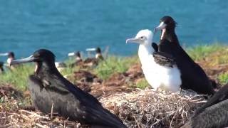 O Berçário dos Abrolhos [upl. by Asoj578]