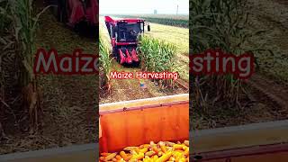 Maize Harvesting ytfeed farming trending maizefarm ytshorts viralshort viral [upl. by Alegnaed887]