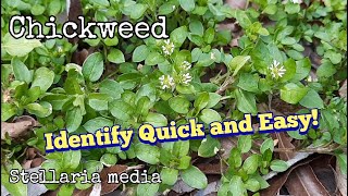 Chickweed Identification  Quick and Easy Ways to ID [upl. by Flodur]