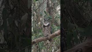 Great Horned Owl hooting [upl. by Arramas]