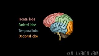 Neuroscience Basics Human Brain Anatomy and Lateralization of Brain Function 3D Animation [upl. by Esten908]