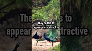 Male Peacocks Fake Success To Win Over Their Mates [upl. by Grimes658]