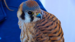 Falconry Kestrel success secrets part 1 [upl. by Wendelin]