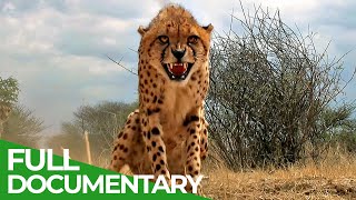 Maasai Mara  The Big Hunt  Free Documentary Nature [upl. by Aihsal]