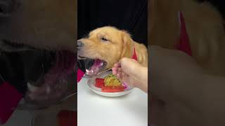 Today We Ate A New Dish With A Very Strange Color Labrador and Golden Oh My God It Smells So Good [upl. by Soane37]