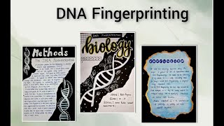 BIOLOGY INVESTIGATORY PROJECT  DNA FINGERPRINTING  CLASS 12 [upl. by Sesmar931]