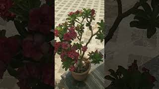 adenium flower plantadenium red flower plant [upl. by Eirtemed401]