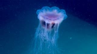 Windows to the Deep 2018 Jellyfish [upl. by Airdnas]