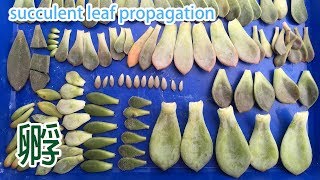 【多肉繁殖】葉孵 孵不出來的祕技 succulent leaf propagation knowhow [upl. by Annawaj87]