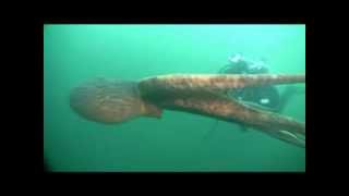 Giant Octopus Swimming In Open Ocean [upl. by Jephthah420]