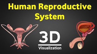 Human reproduction 3d human reproductive system 3d male amp female reproductive system NEET 2024 [upl. by Eitteb]