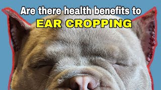 Truth About Ear Cropping  Are there any health benefits [upl. by Kaine536]