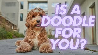 6 Reasons why a DOODLE might be a good dog for you Labradoodle Cavoodle Spoodle Goldendoodle [upl. by Yllib704]