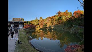 Kodaiji Temple Kyoto Japan 2024 Nov 11 [upl. by Gladdie]