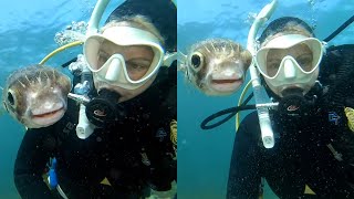 Curious Pufferfish Wants A Selfie [upl. by Barger]