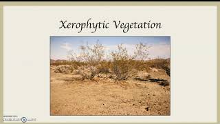 Xerophytic Vegetation [upl. by Isak972]