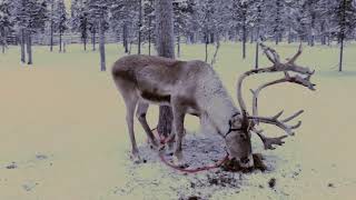 Lapland Saariselkä  Laponie finlandaise [upl. by Isabea]