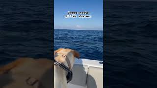 My dog “Fin” met a pod of Killer Whales in San Diego [upl. by Araiet509]