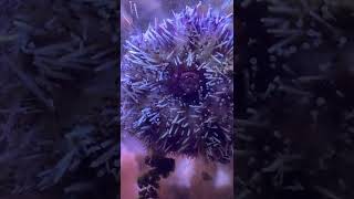 Check out this Urchin eating algae up close shorts reeftank saltwateraquarium [upl. by Elsy949]