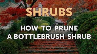 How to Prune a Bottlebrush Shrub [upl. by Irodim]