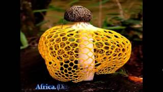 TOP 10 MOST AMAZING BEAUTIFUL MUSHROOMS [upl. by Allisirp]