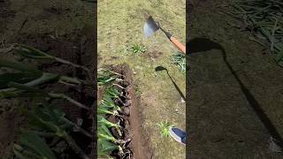 Green onion planting viralshort viralvideo weeding [upl. by Sunderland]