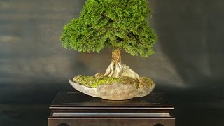 Bonsai Training Guide Chamaecyparis obtusa Nana [upl. by Leahcar]