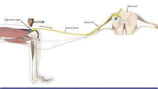 Detailed Animation on Tendon Reflex [upl. by Yleak]