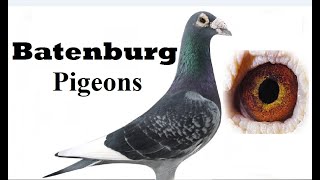 Batenburg Van de Merwe Racing pigeon [upl. by Newhall498]