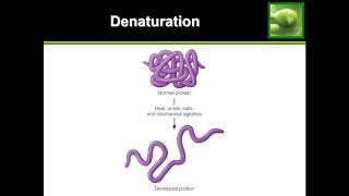 Protein Denaturation  Quick Explanation [upl. by Burkley]