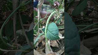 plucked cowpea pods from the field nature farming cowpea shorts [upl. by Brezin]