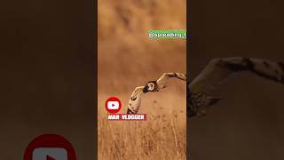 Dangerous Owl Sounds  Owl shorts trending birds youtubeshorts viral ytshorts birdsounds [upl. by Dora]