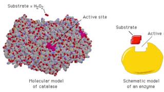 The Enzyme Catalase and How It Works [upl. by Esirahc]