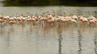 American Flamingos at Hialeah Florida 15 May 2009 [upl. by Carpenter]